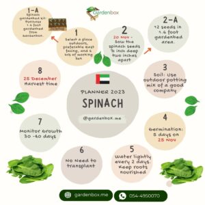 UAE Garden Planner 2023 for Spinach